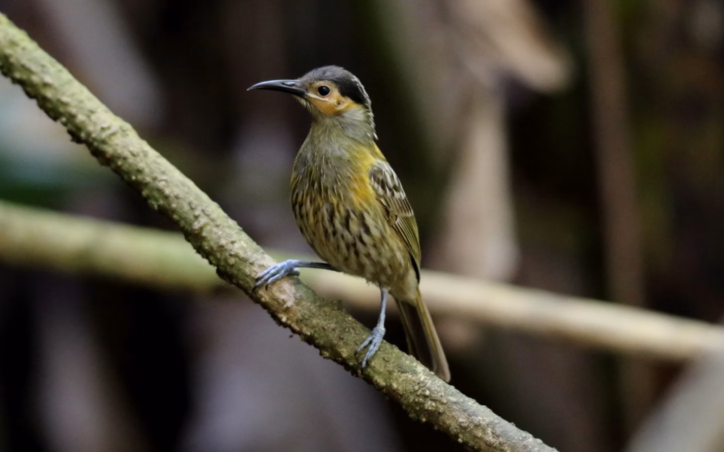Macleay's Honeyeater showing olive-brown upperparts, strongly streaked breast, pale face and blue-grey bare skin near the eye