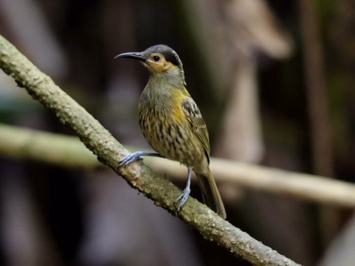 Macleay's Honeyeater showing olive-brown upperparts, strongly streaked breast, pale face and blue-grey bare skin near the eye
