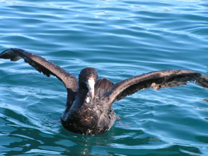Northern Giant Petrel showing key identification features