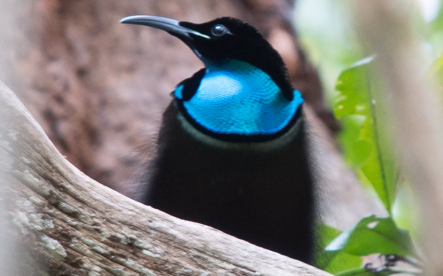 Magnificent Riflebird in Australia showing key identification features