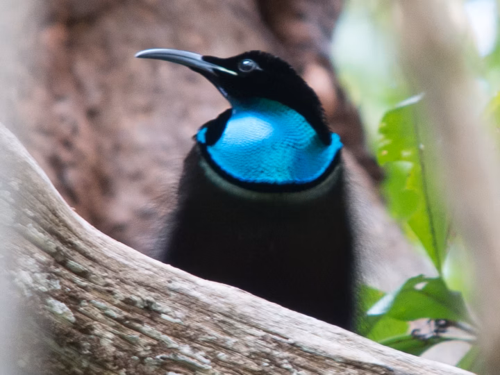 Magnificent Riflebird in Australia showing key identification features