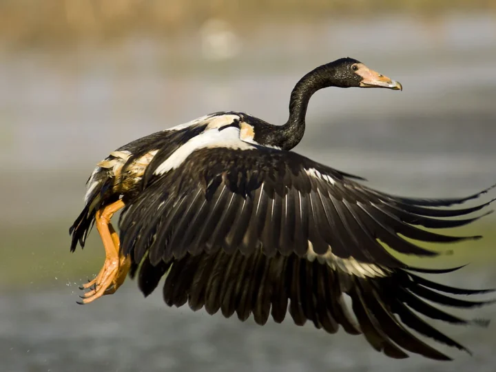 Magpie Goose showing key identification features