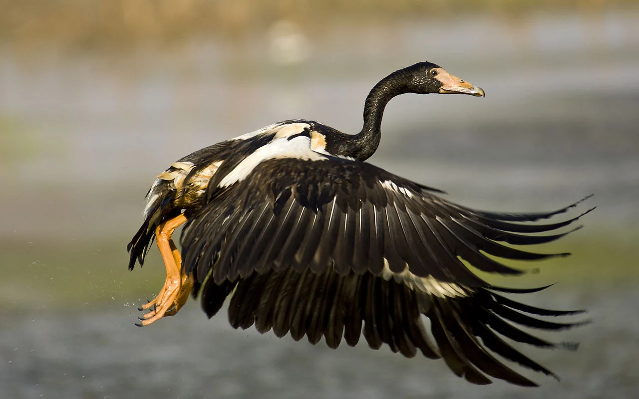 Magpie Goose showing key identification features