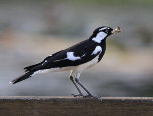 Magpie-lark with bold black-and-white plumage and slender pale bill