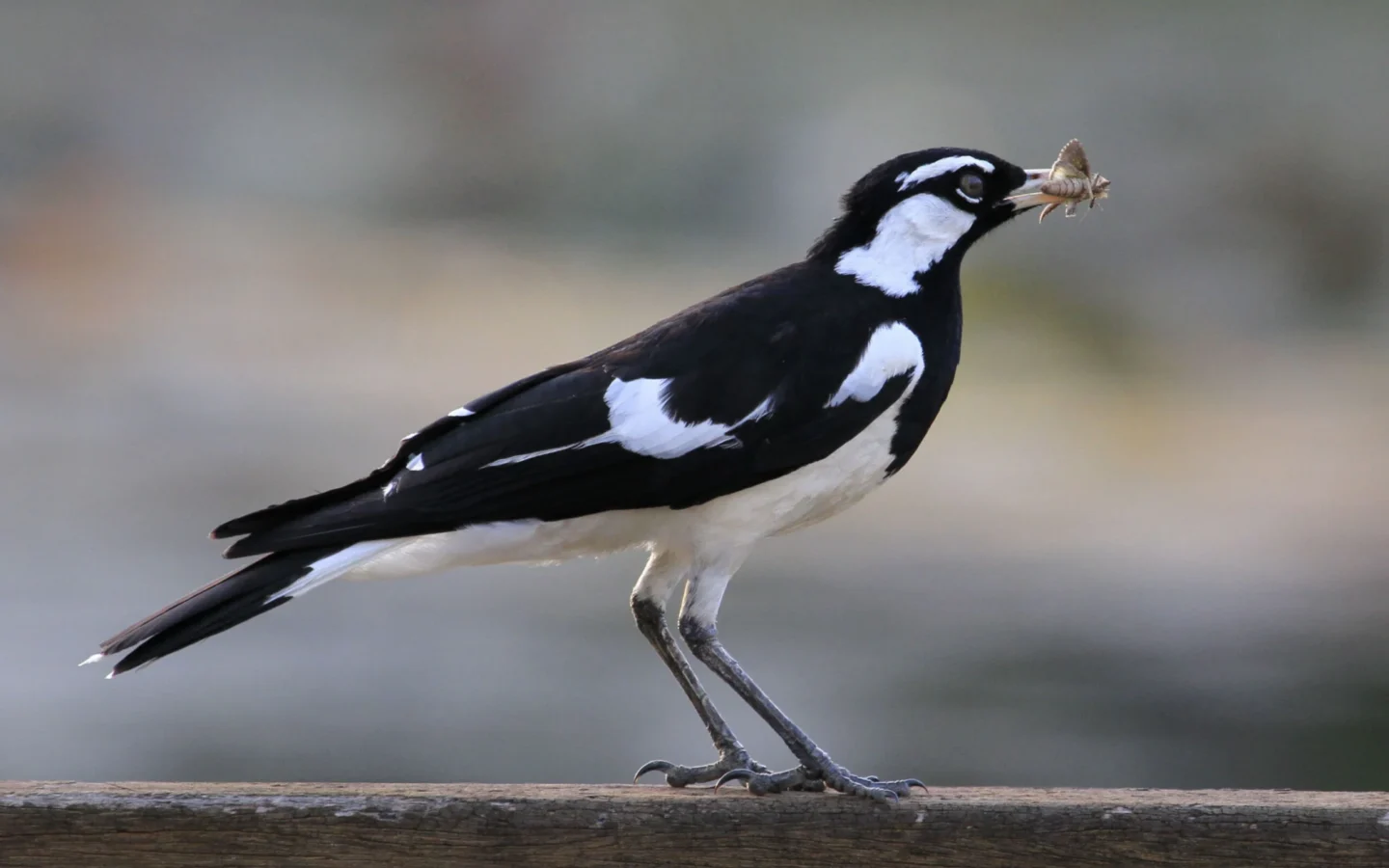 Magpie-lark with bold black-and-white plumage and slender pale bill