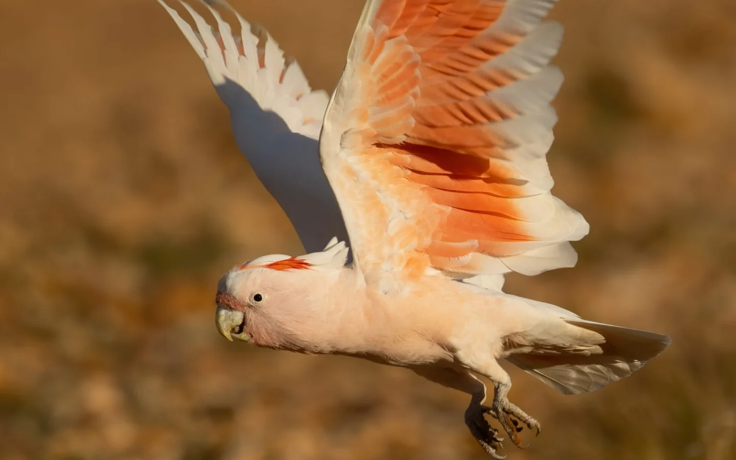 Pink Cockatoo (Major Mitchell's Cockatoo) in Australia