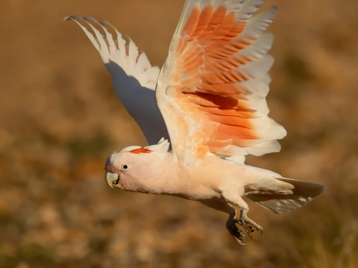 Pink Cockatoo (Major Mitchell's Cockatoo) in Australia