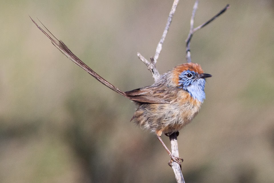 Mallee Emu-wren showing minute size, streaked upperparts, long filamentous tail and blue throat in males