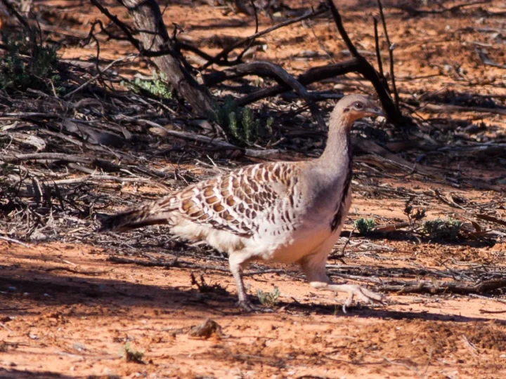 Malleefowl showing key identification features
