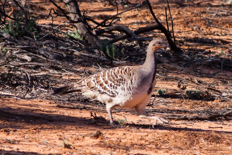 Malleefowl showing key identification features
