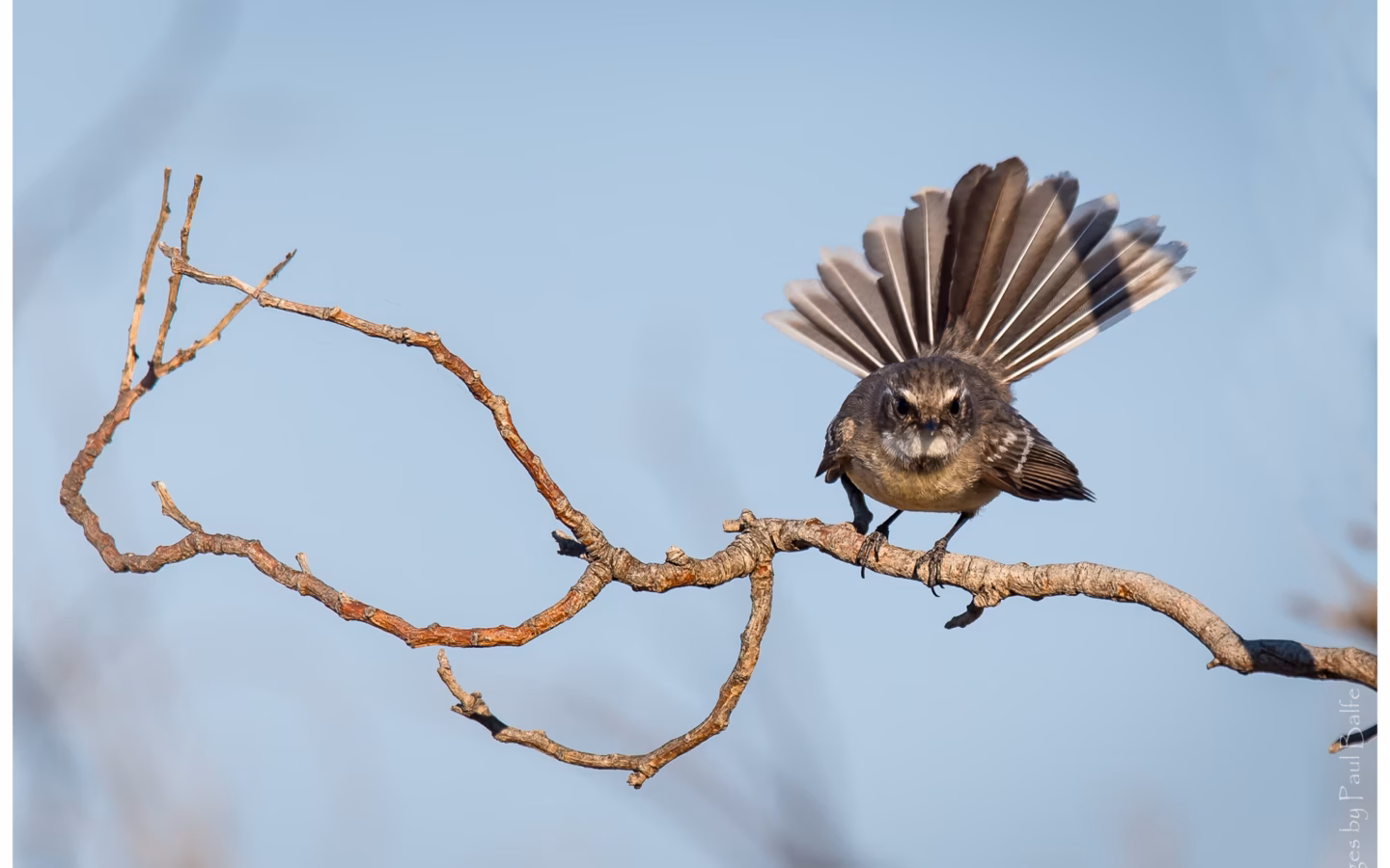 Mangrove Grey Fantail showing grey-brown body, pale underparts, white eyebrow and constantly fanned tail