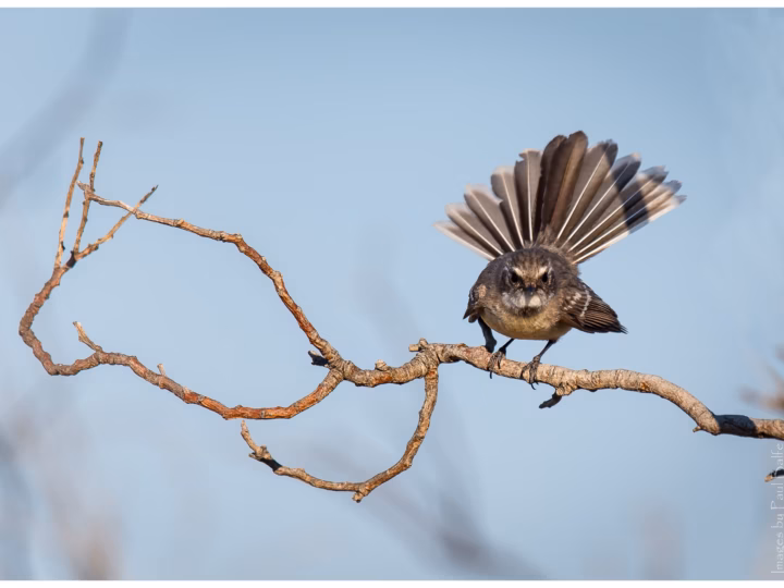 Mangrove Grey Fantail showing grey-brown body, pale underparts, white eyebrow and constantly fanned tail