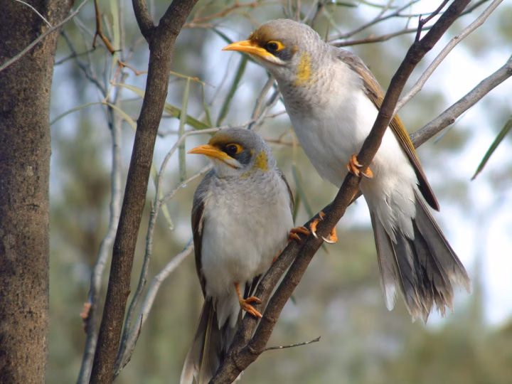 Yellow-throated Miner in Australia showing key identification features