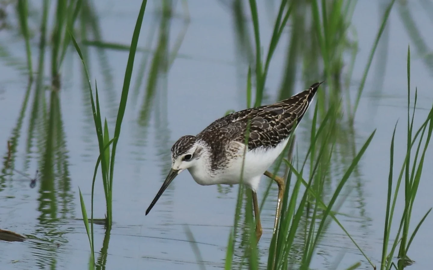 Marsh Sandpiper showing key identification features