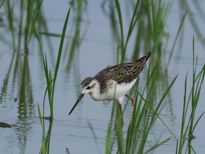 Marsh Sandpiper showing key identification features