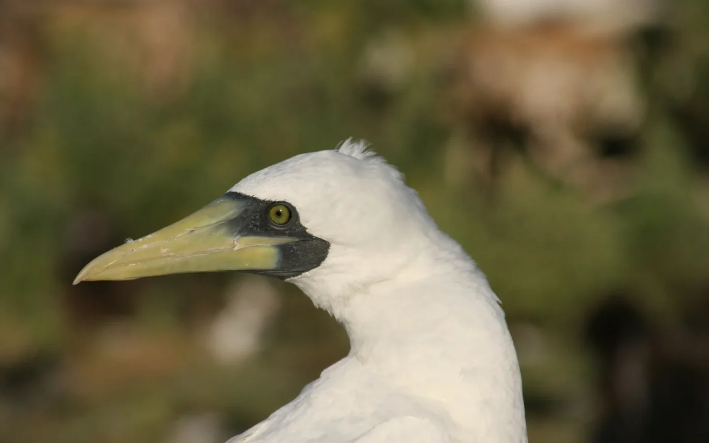 Masked Booby showing key identification features