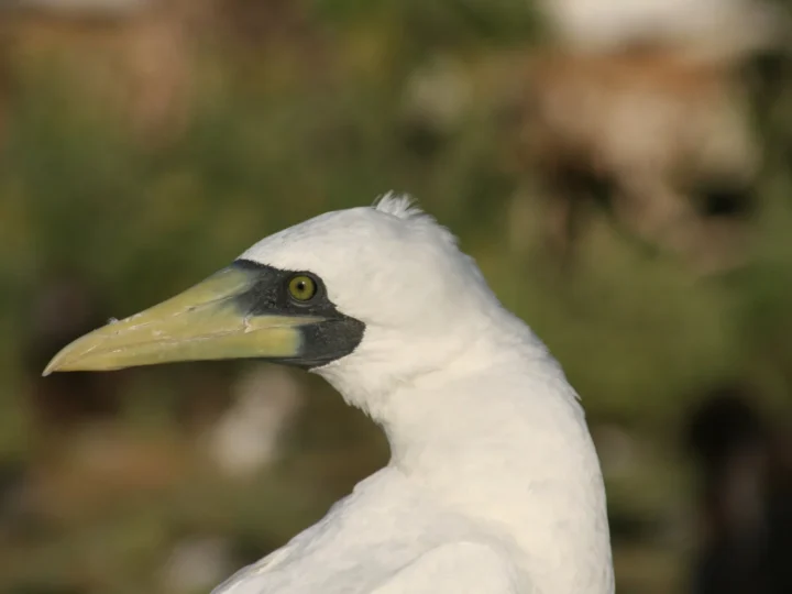 Masked Booby showing key identification features