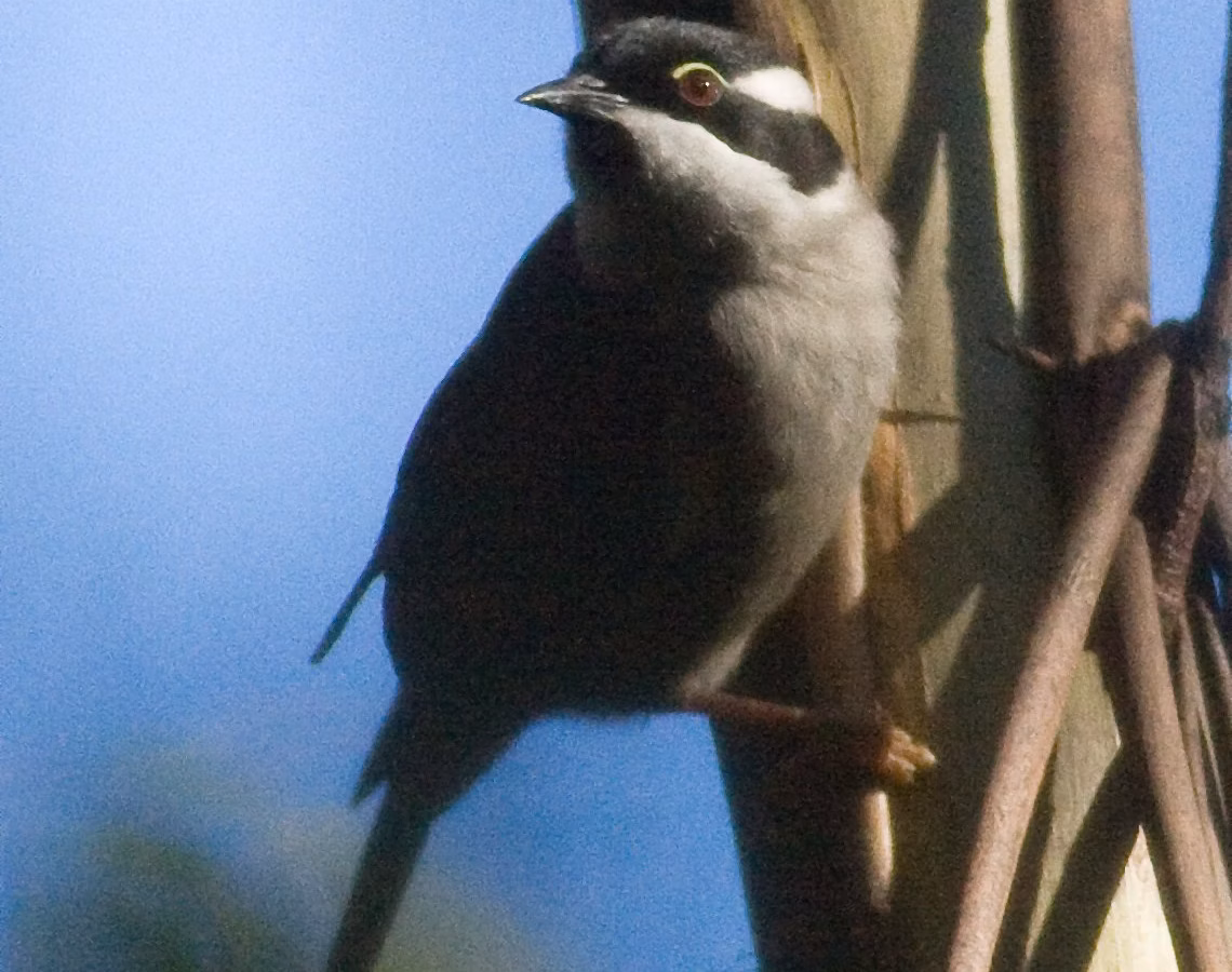 Strong-billed Honeyeater in Australia showing key identification features