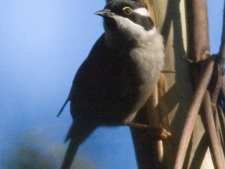 Strong-billed Honeyeater in Australia showing key identification features
