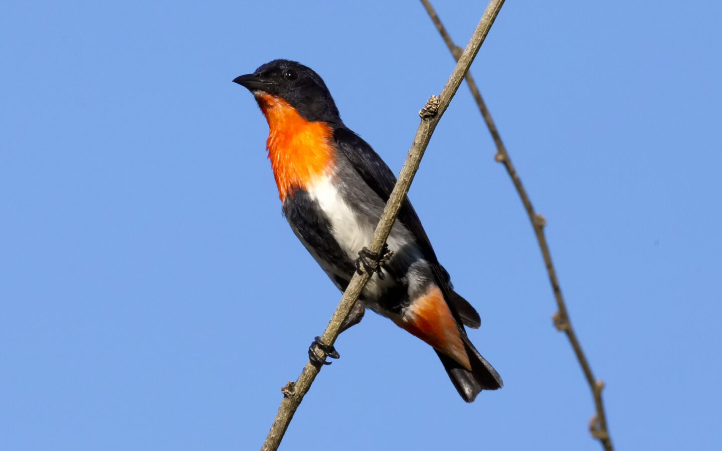 Mistletoebird in Australia showing key identifying features