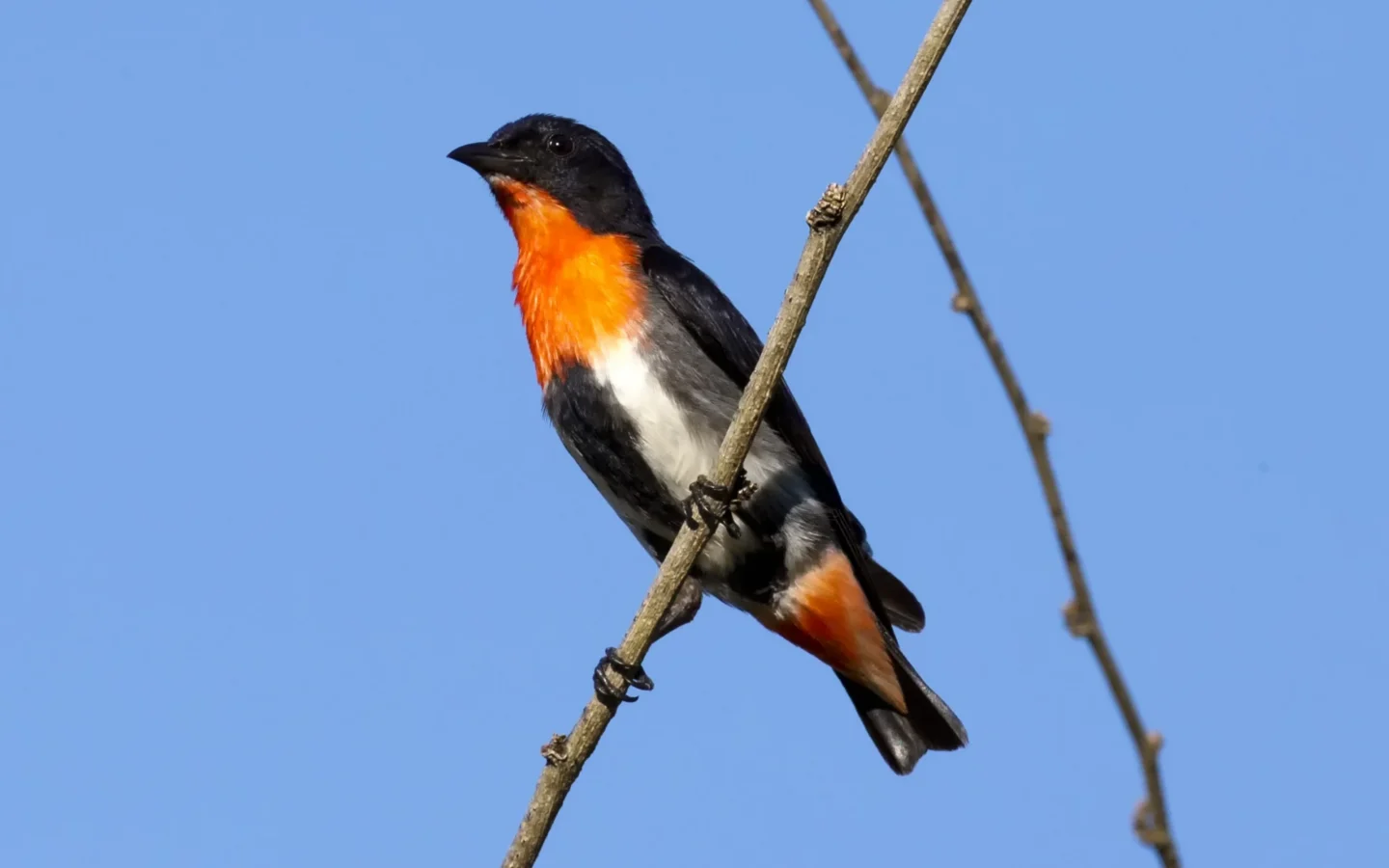 Mistletoebird in Australia showing key identifying features