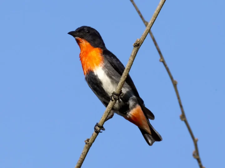 Mistletoebird in Australia showing key identifying features