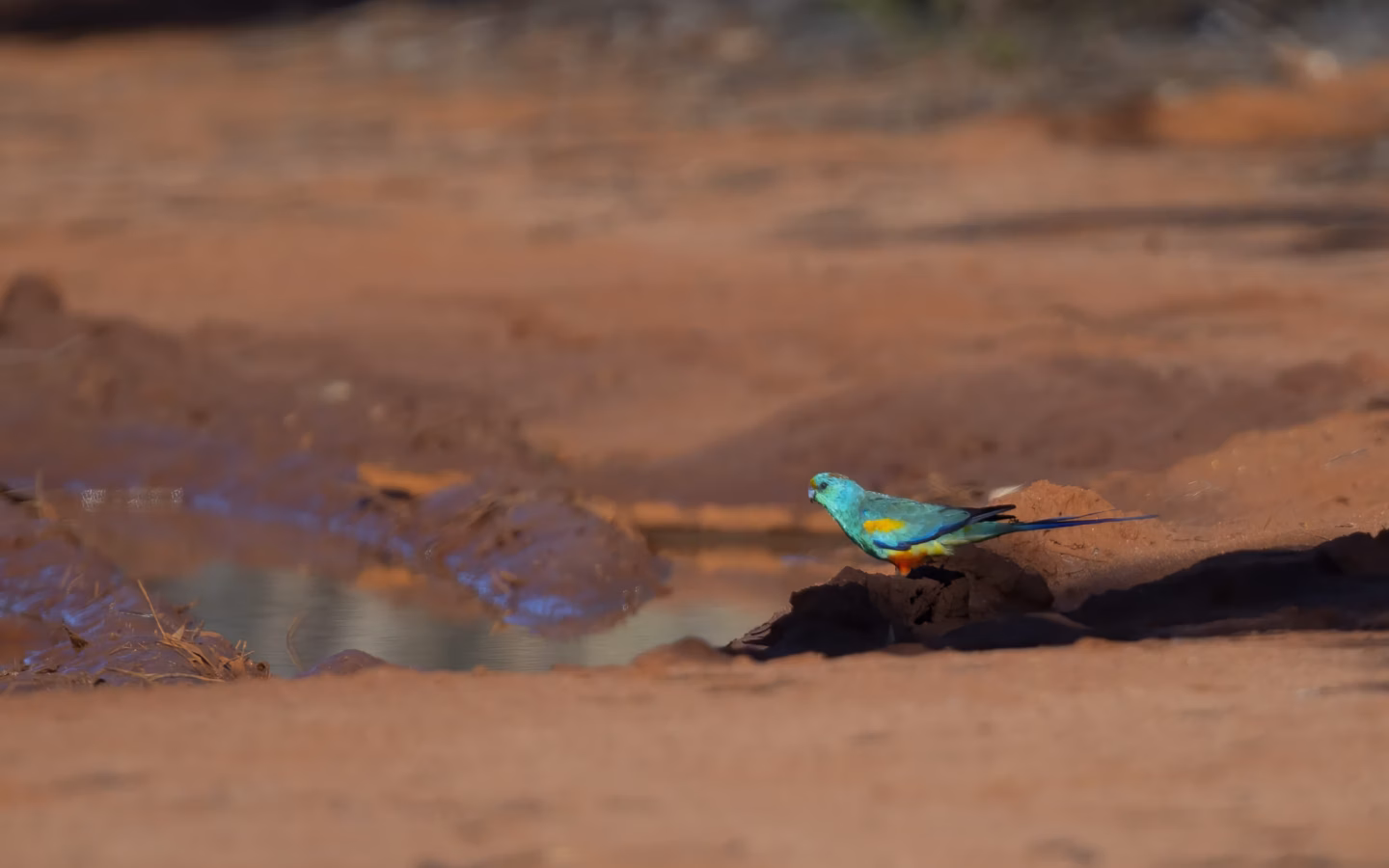 Mulga Parrot in Australia showing key identification features
