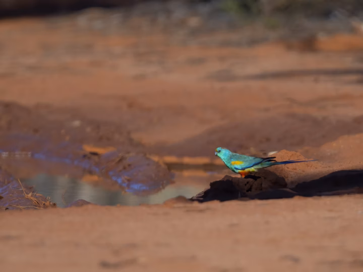 Mulga Parrot in Australia showing key identification features