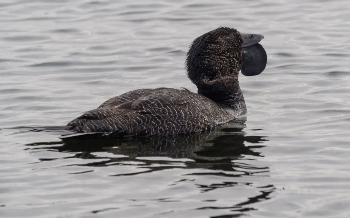 Musk Duck showing key identification features
