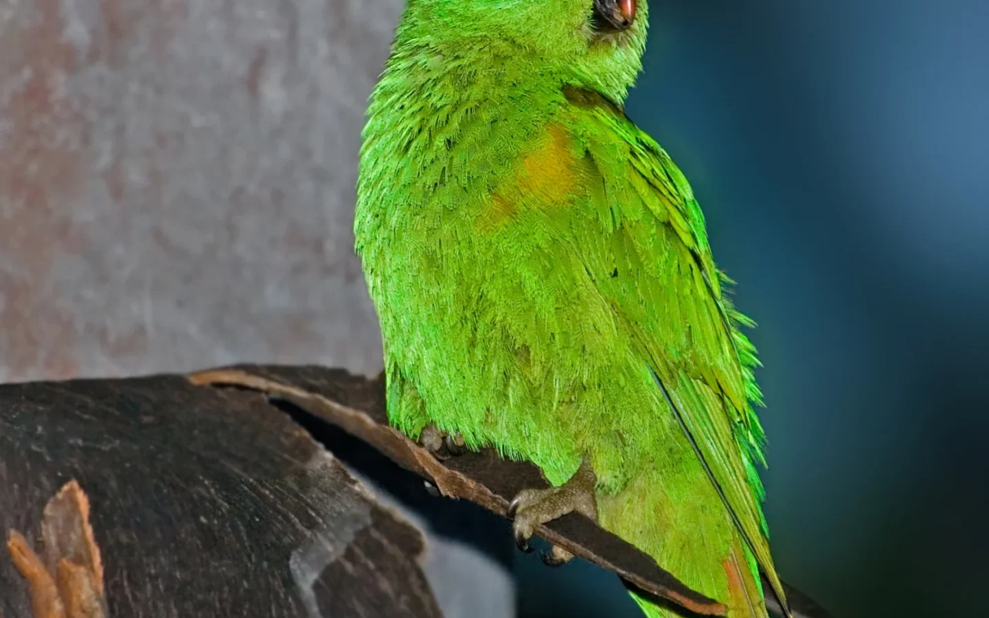 Musk Lorikeet in Australia
