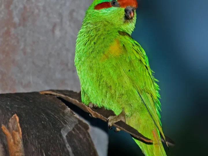 Musk Lorikeet in Australia