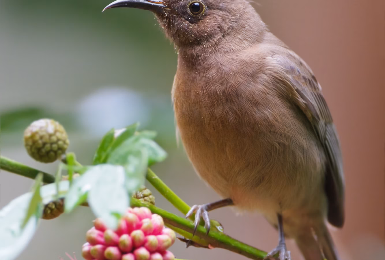 Dusky Honeyeater showing small size, uniformly dusky brown-grey plumage and a fine slightly curved bill