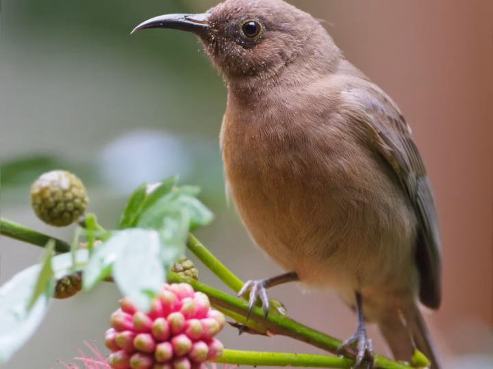 Dusky Honeyeater showing small size, uniformly dusky brown-grey plumage and a fine slightly curved bill