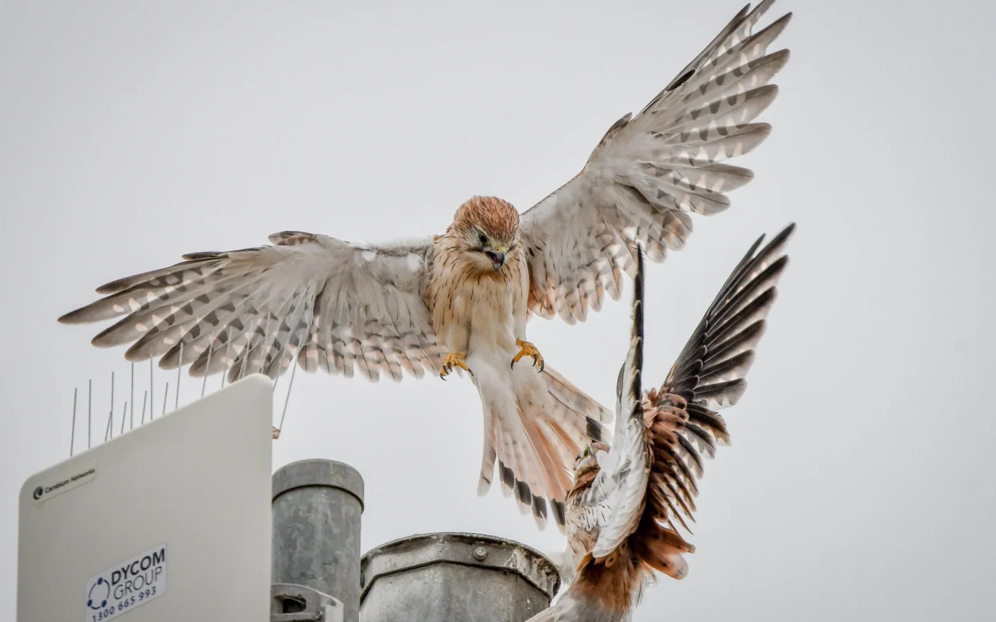 Nankeen Kestrel with rufous-brown back, pale underparts and dark wing tips