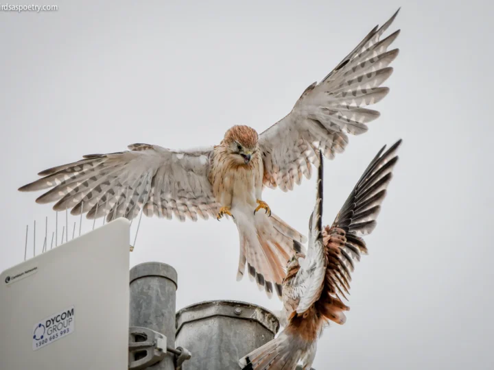 Nankeen Kestrel with rufous-brown back, pale underparts and dark wing tips