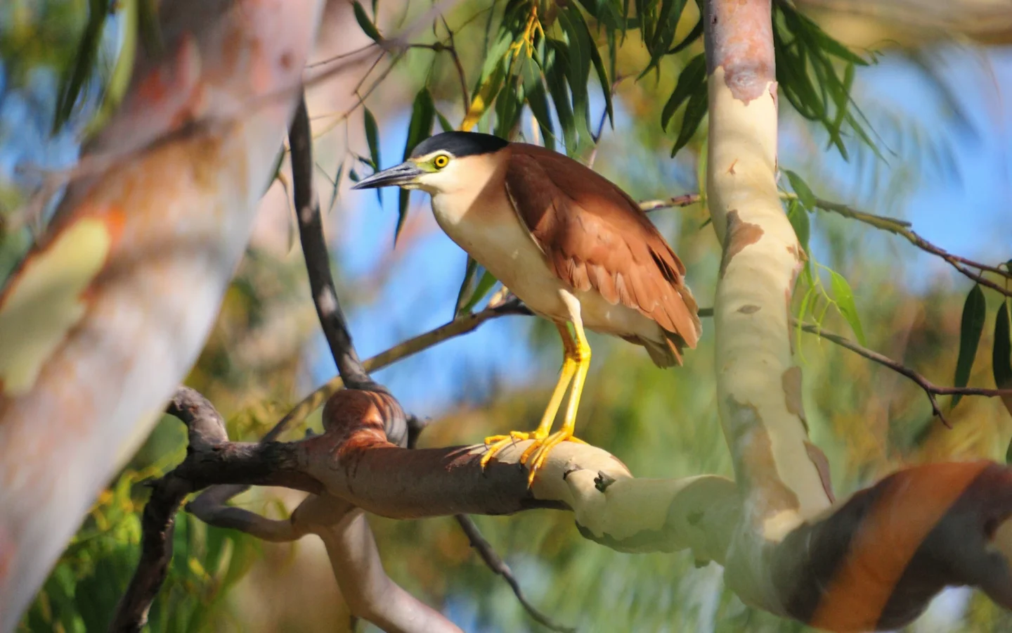 Nankeen Night Heron showing key identification features