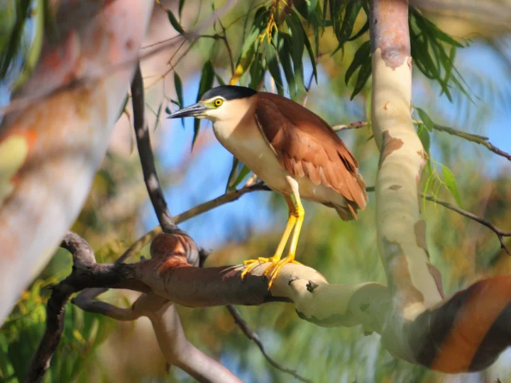 Nankeen Night Heron showing key identification features
