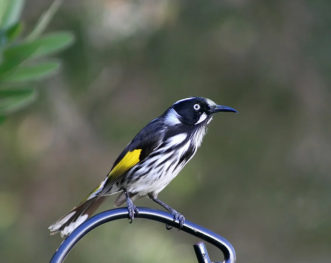 New Holland Honeyeater with black-and-white plumage and yellow wing patches