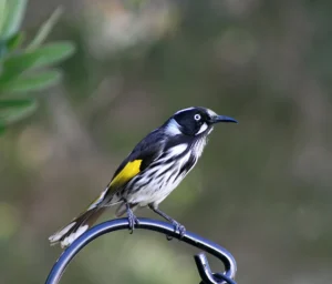 New Holland Honeyeater with black-and-white plumage and yellow wing patches