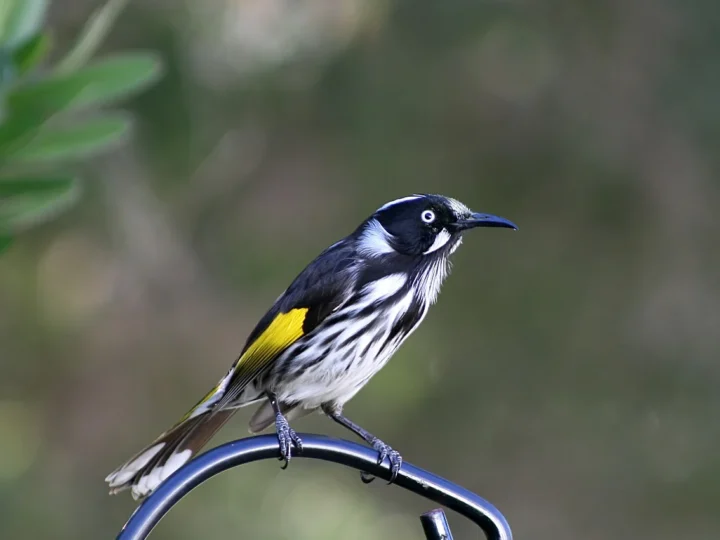 New Holland Honeyeater with black-and-white plumage and yellow wing patches