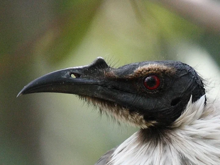 Noisy Friarbird in Australia