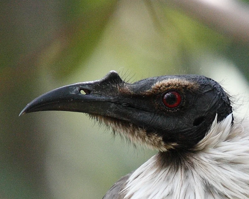 Noisy Friarbird in Australia