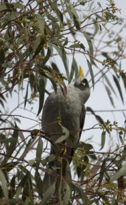 Noisy Miner with grey plumage, black face and yellow bill and eye patch