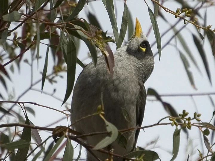 Noisy Miner with grey plumage, black face and yellow bill and eye patch