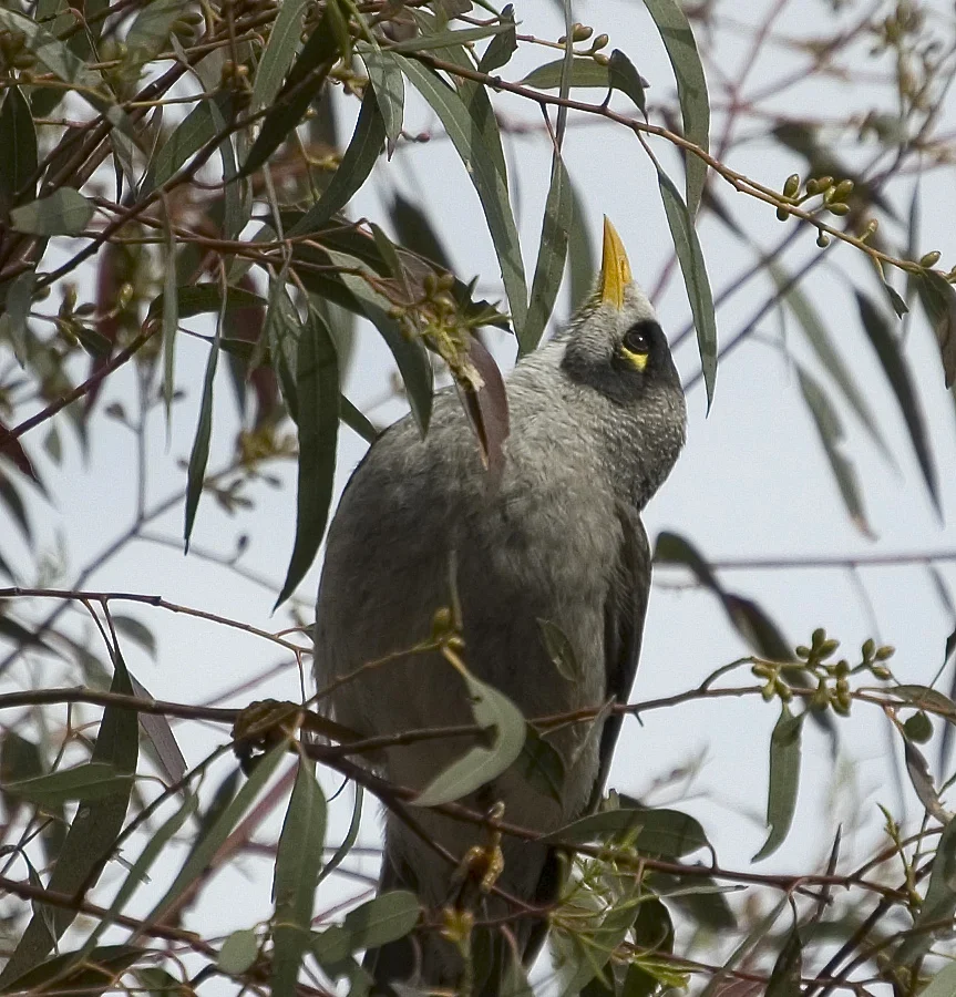 Noisy Miner with grey plumage, black face and yellow bill and eye patch