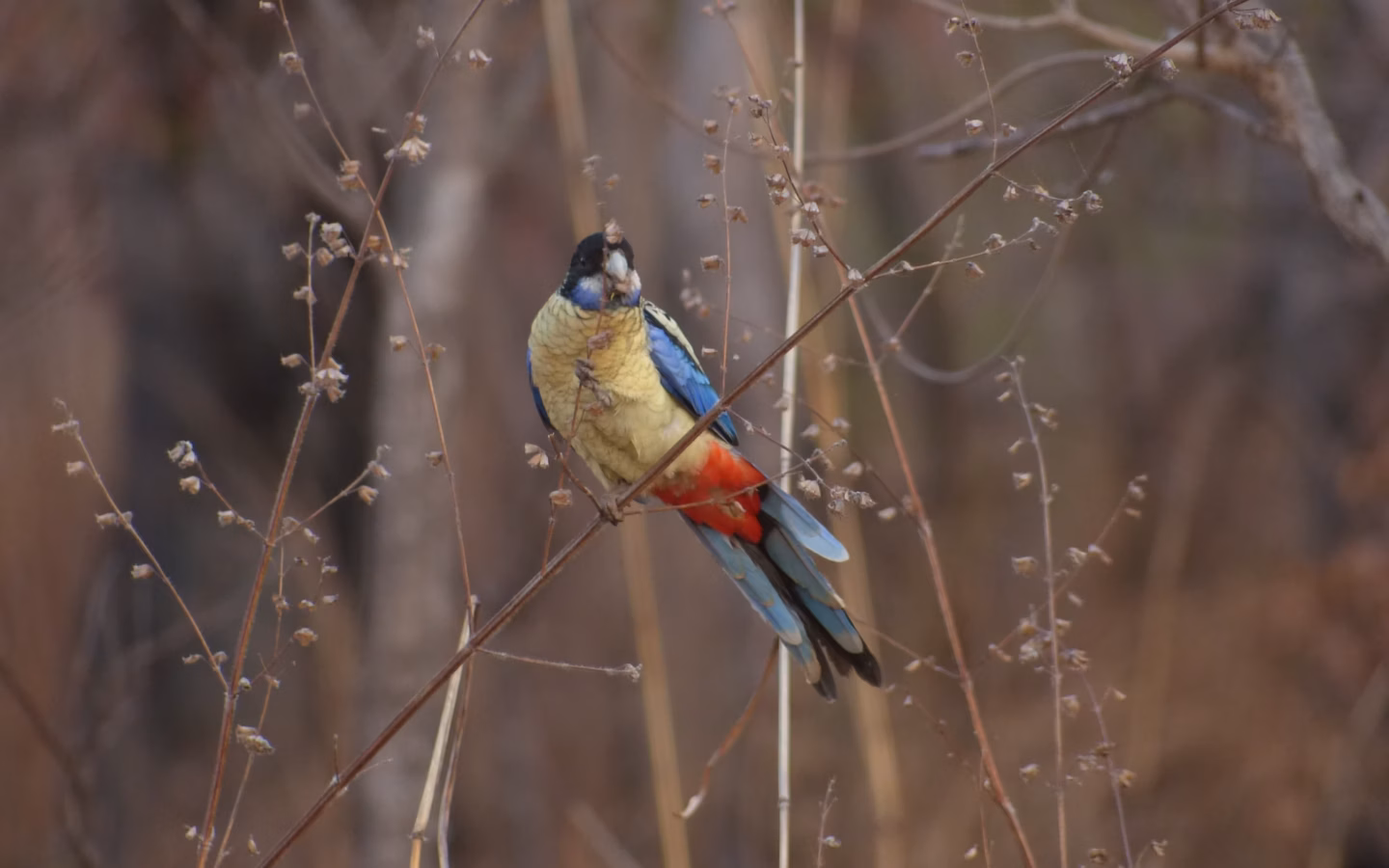 Northern Rosella in Australia showing key identification features