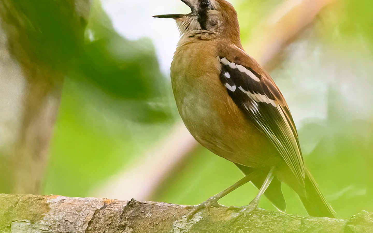 Northern Scrub-robin in Australia showing key identification features: robust, long-legged rainforest-floor bird with brown-grey plumage and pale facial markings, usually detected while moving through leaf litter.