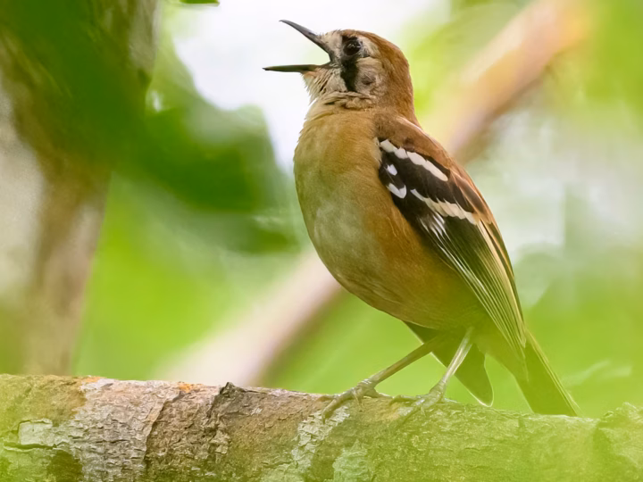 Northern Scrub-robin in Australia showing key identification features: robust, long-legged rainforest-floor bird with brown-grey plumage and pale facial markings, usually detected while moving through leaf litter.
