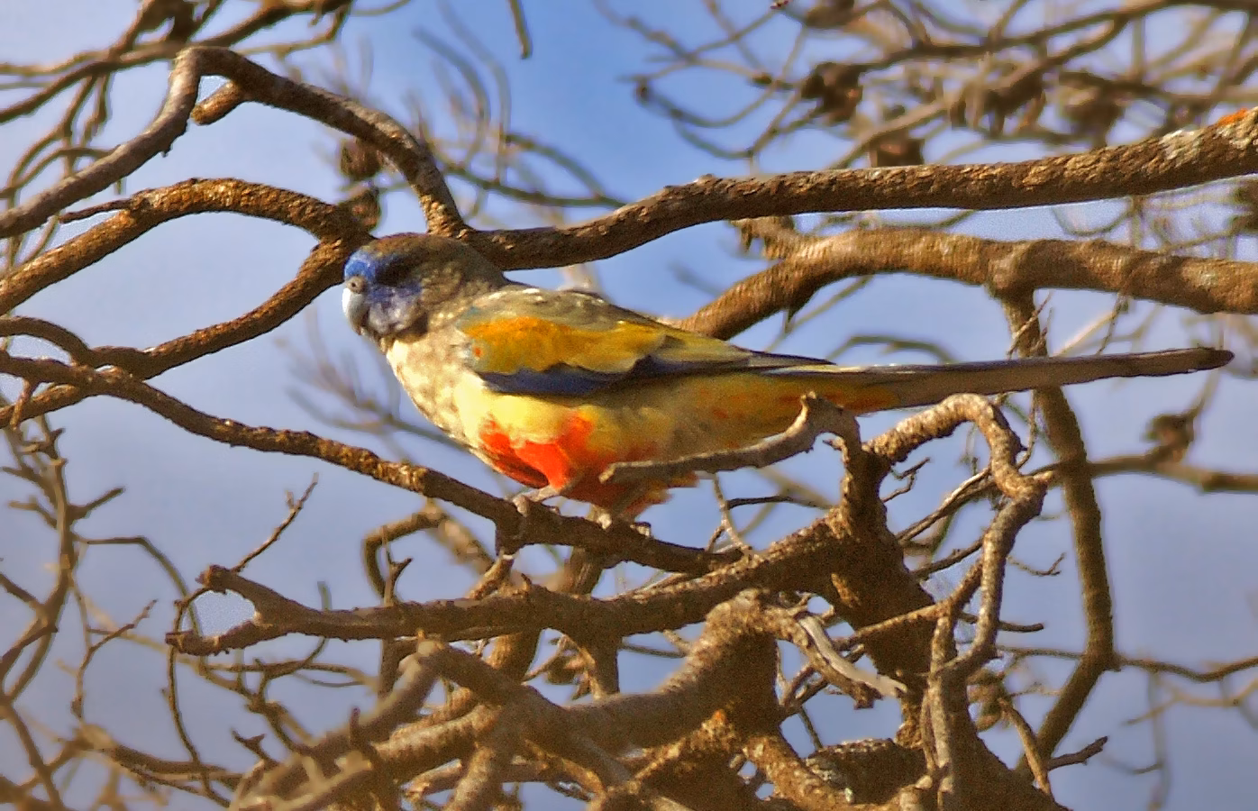 Bluebonnet in Australia showing key identification features