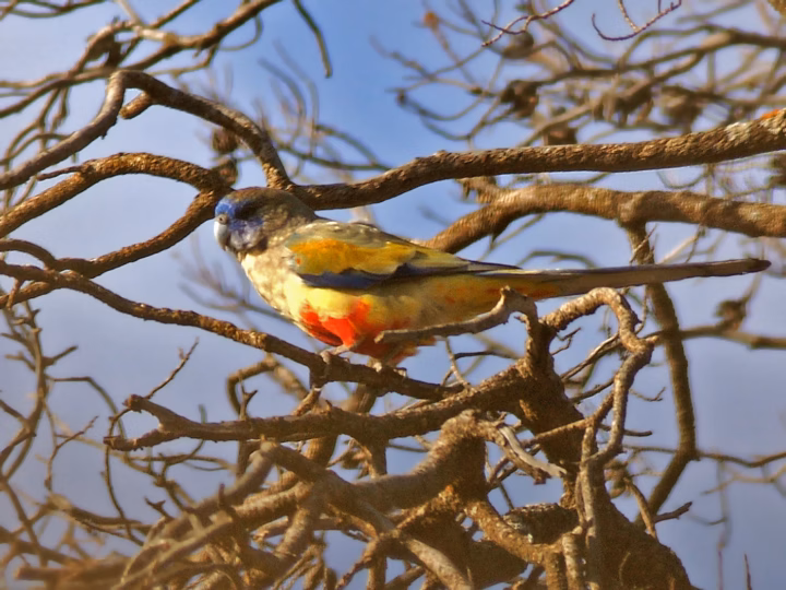 Bluebonnet in Australia showing key identification features